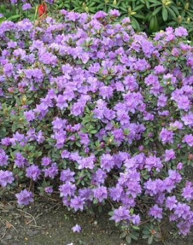 Rododendrón ´Ramapo´