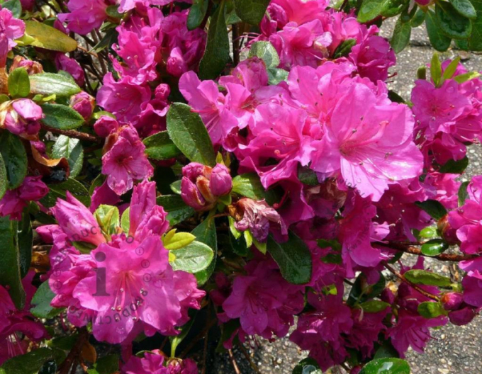 Azalka japonská ´Violetta´