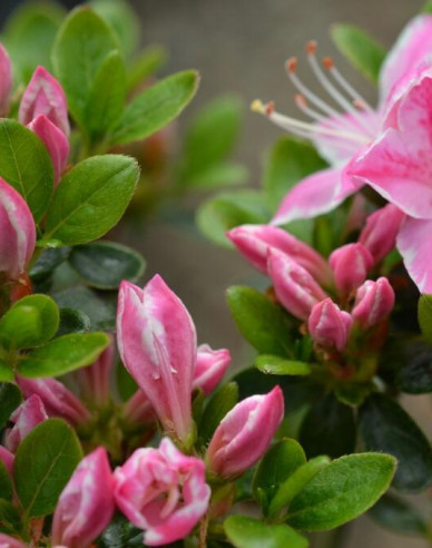 Azalka japonská ´Kermesina rose´
