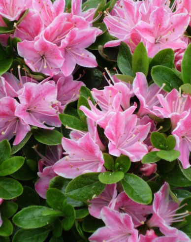 Azalka japonská ´Kermesina rose´