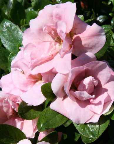 Azalka japonská ´Rosebud´