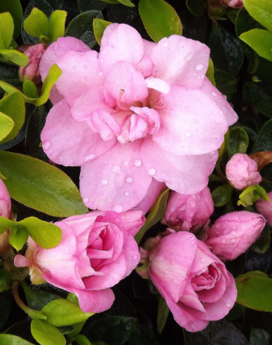 Azalka japonská ´Rosebud´