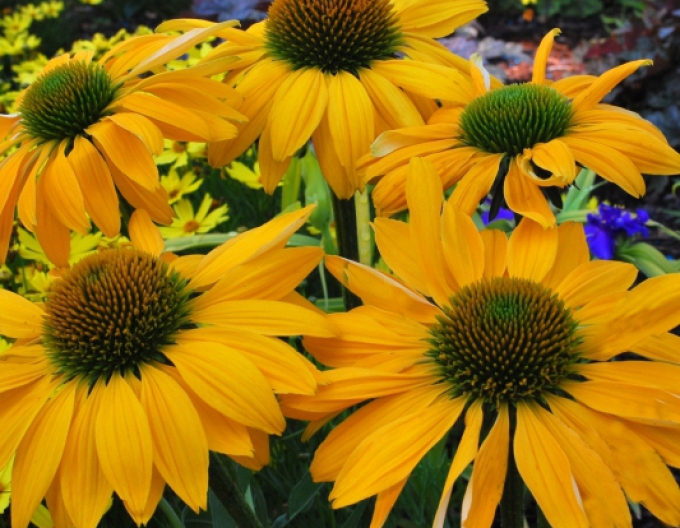 Echinacea žltá " Cheyenne Spirit"