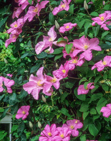 Plamienok ´Comtesse de Bouchaud´