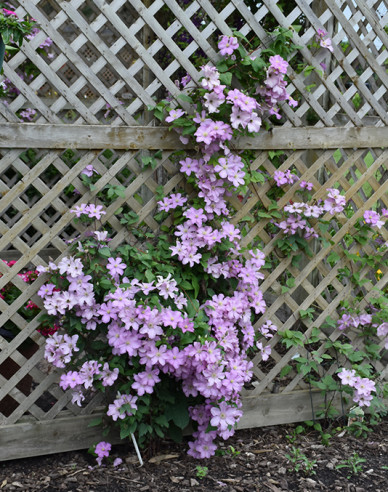 Plamienok ´Comtesse de Bouchaud´