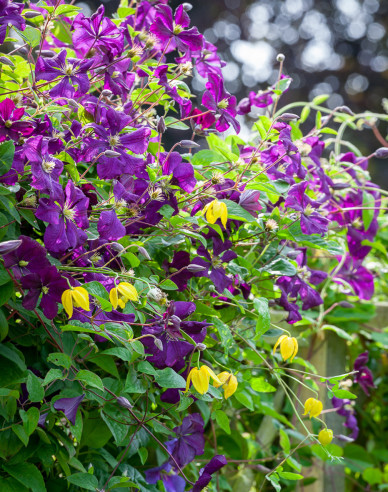 Plamienok ´Etoile Violette´