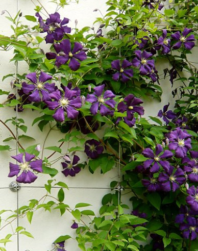 Plamienok ´Etoile Violette´