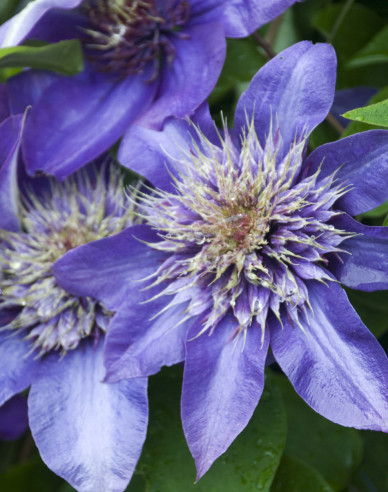 Plamienok ´Multi blue´