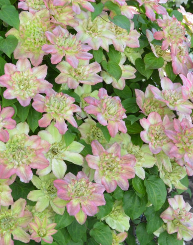 Plamienok  ‘Pistachio Cake’®