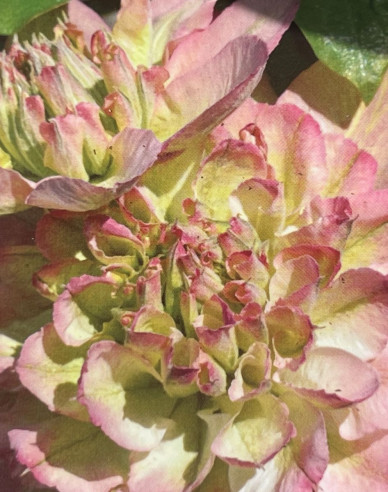 Plamienok  ‘Pistachio Cake’®