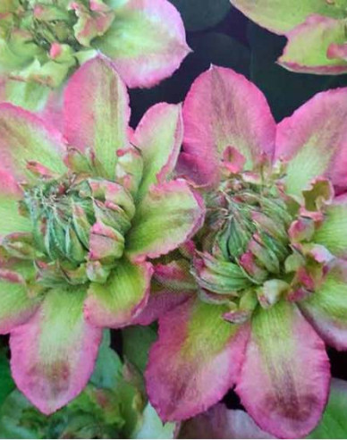 Plamienok  ‘Pistachio Cake’®