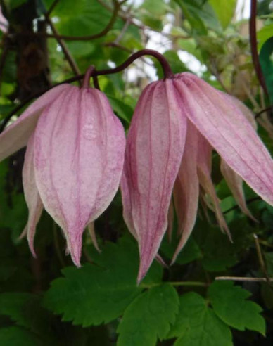 Plamienok  ’Pink Swing’