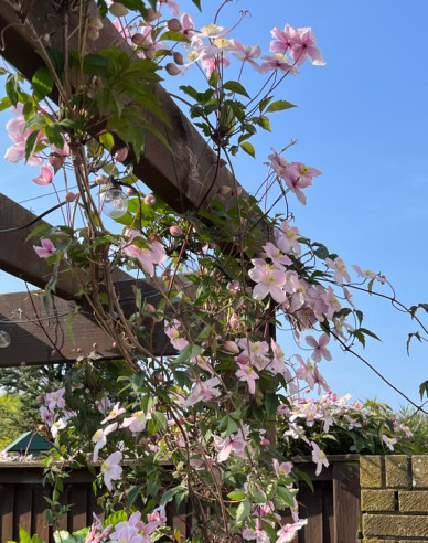 Plamienok horský  Mayleen´