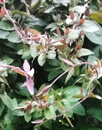 Zemolez japonský "Purpurea"