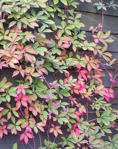 Pavinič  päťlaločný ´Henryana´