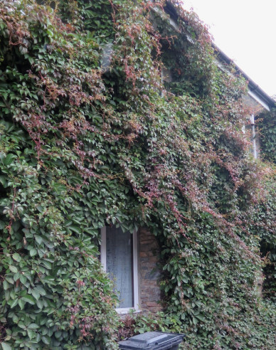 Pavinič  päťlaločný ´Henryana´