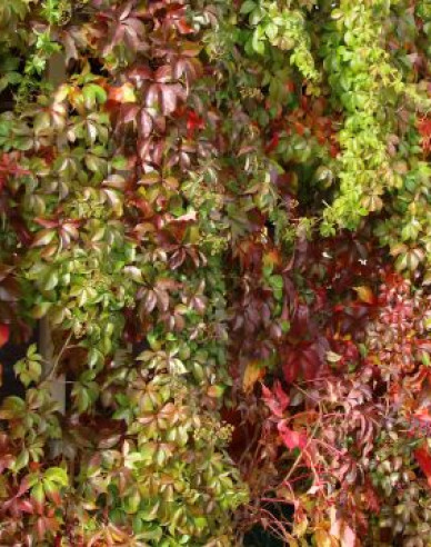 Pavinič  päťlaločný ´Henryana´