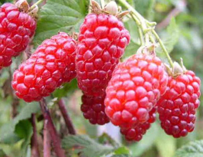 Malinočernica "Tayberry Medana"