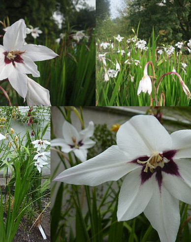 Acidanthera