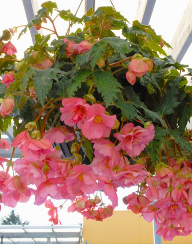Begónia previslá ´Ružová´