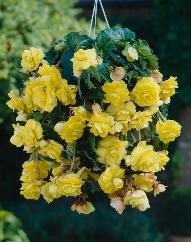 Begónia previslá ´Žltá´