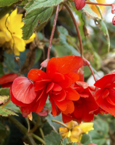 Begónia previslá ´Červená´