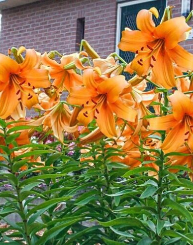 Ľalia ´Orange Space´