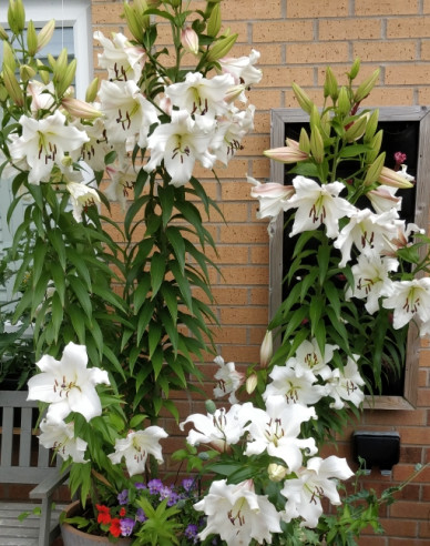 Ľalia ´Pretty Women´