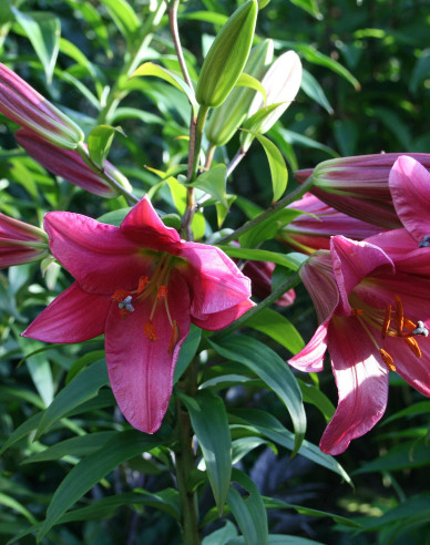 Ľalia ´Purple Prince´