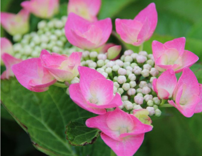 Hortenzia ´Teller Pink´