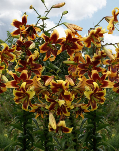 Ľalia ´Robert Swanson´