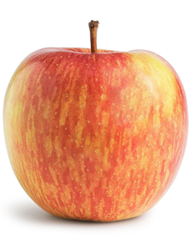 Jabloň "Fuji" zimná, podpn. A2, voľnok.