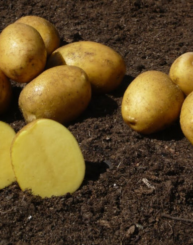 Sadbové zemiaky ´Sunita´ 5kg