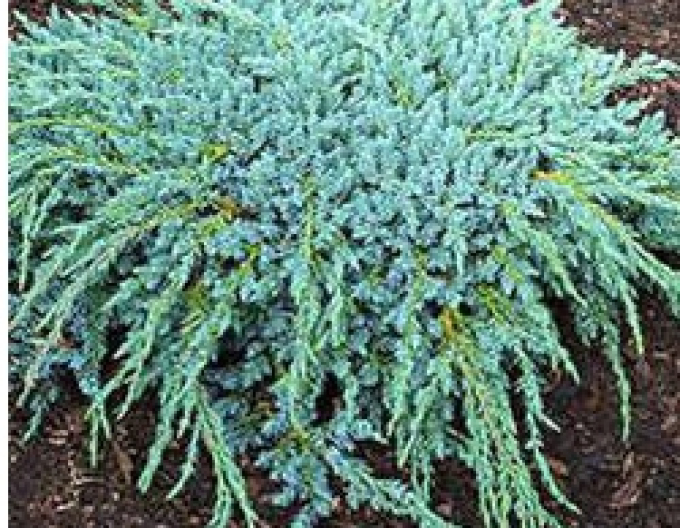 Borievka šupinatá "Blue Compact" (Juniperus squamta "Blue Compact")