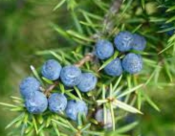 Borievka obyčajná(jalovec) (Juniperus communis)