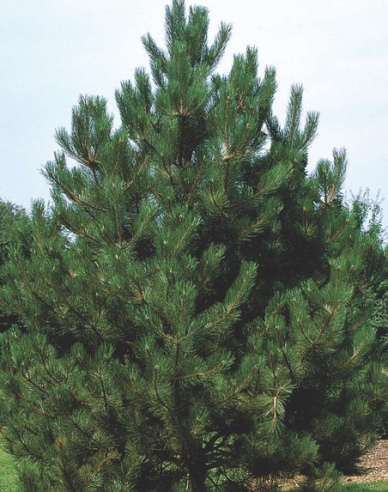 Borovica čierna (Pinus nigra)