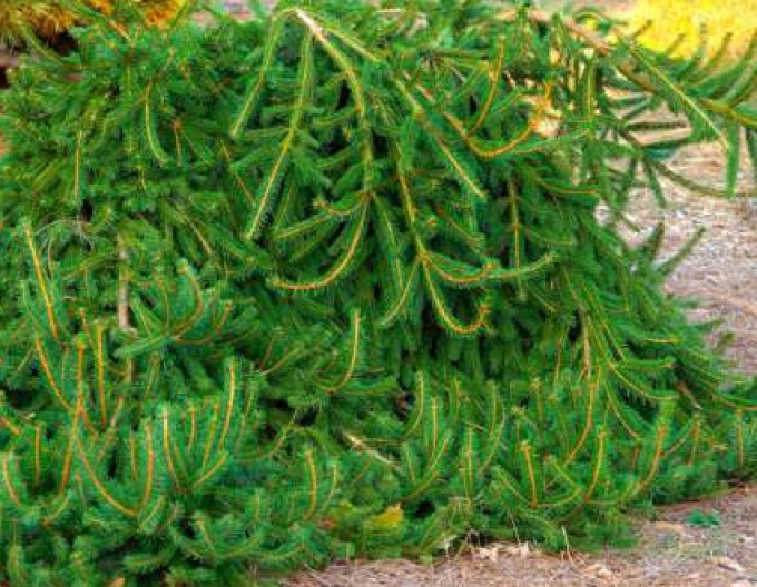 Smrek obyčajný "Formanek" (Picea abies "Formanek")