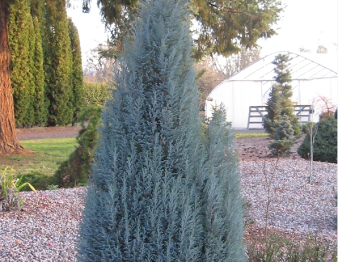 Cypruštek lawsonov "BLUE SURPRISE"(chamaecyparis lawsoniana"BLUE SURPRISE")