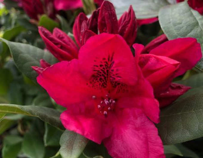 Rododendrón ´Lord Roberts´