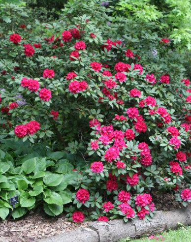 Rododendrón ´Lord Roberts´