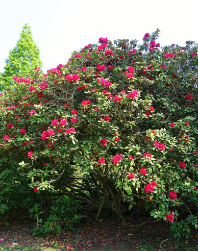 Rododendrón ´Lord Roberts´