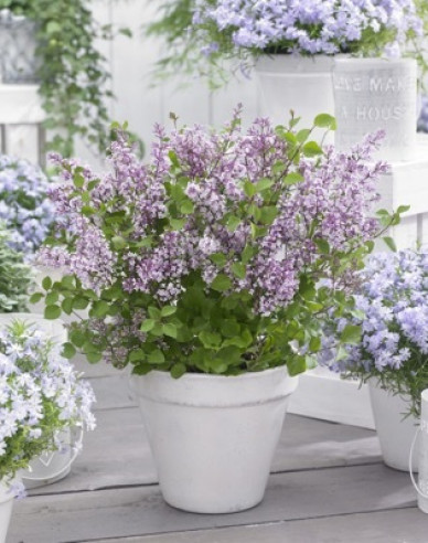 Orgován meyerov ’Flowerfesta’ Pink