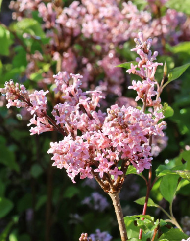 Orgován meyerov ’Flowerfesta’ Pink