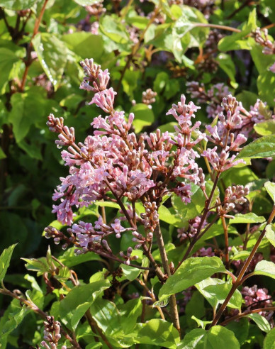 Orgován meyerov ’Flowerfesta’ Pink