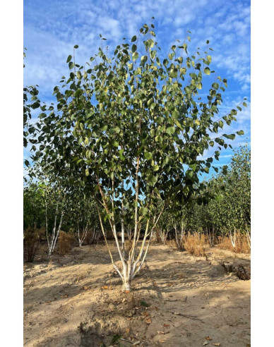 Breza himalájska ´JACQUEMONTII´