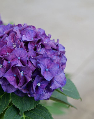 Hortenzia kalinolistá ´Little Purple´