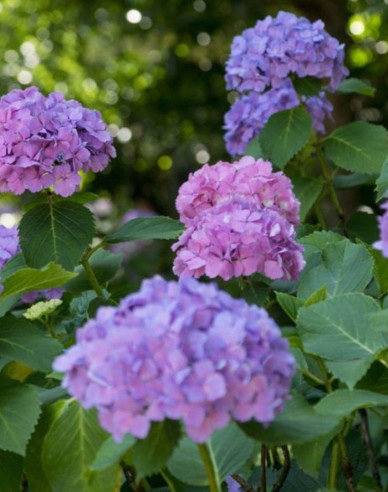 Hortenzia kalinolistá ´Little Purple´