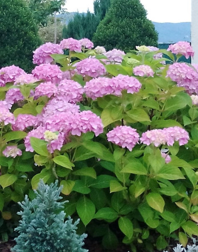 Hortenzia kalinolistá ´Renate Streiniger´