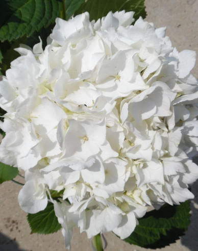 Hortenzia kalinolistá ´Soeur Therese´