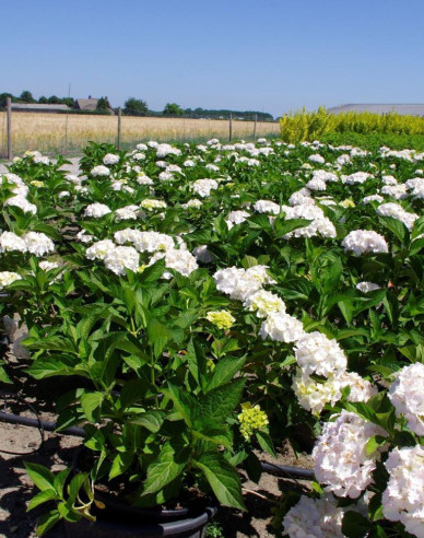 Hortenzia kalinolistá ´Soeur Therese´